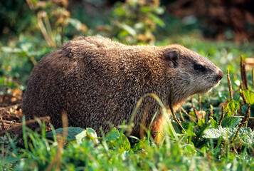Marmotte des alpes,  Marmota marmota