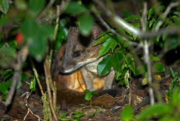 civette malgache, Fossa fossana, Madagascar