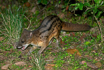 civette malgache, Fossa fossana, Madagascar