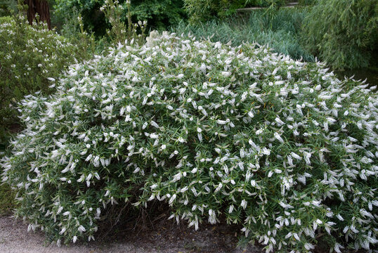 Poa cita , Paturin