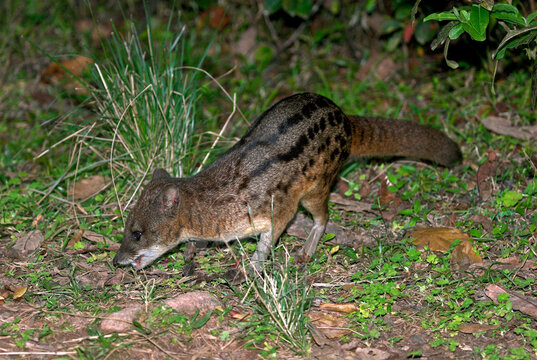 civette malgache, Fossa fossana, Madagascar