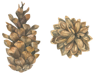 Traditional Christmas plants painted in watercolor. Cone.