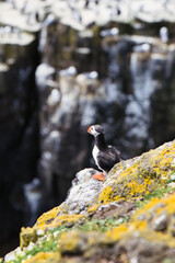 Puffin Overlooking a Second Cliff Teeming with Coastal Birds