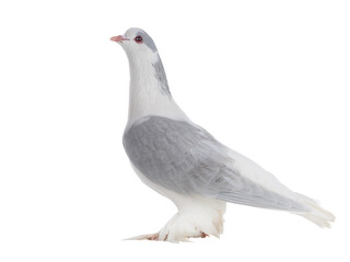 lahore pigeon isolated on white background