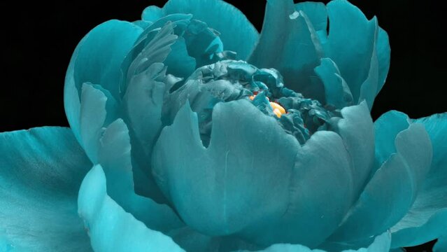 Blooming blue peony on a black background. close-up. Floral background for the holiday. Bad close-up. macro. 4K UHD time lapse video