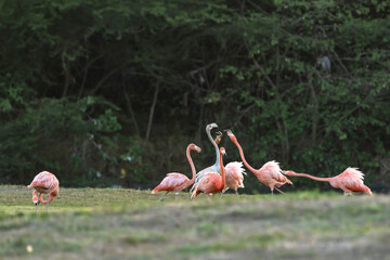 Bird Wildlife - American Flamingo in the Caribbean