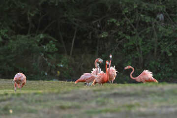 Bird Wildlife - American Flamingo in the Caribbean