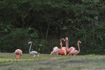 Bird Wildlife - American Flamingo in the Caribbean