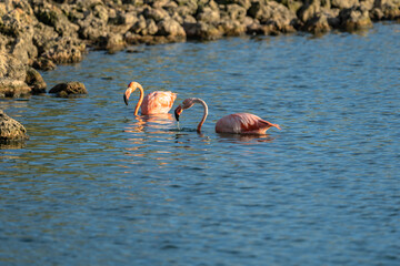 Bird Wildlife - American Flamingo in the Caribbean