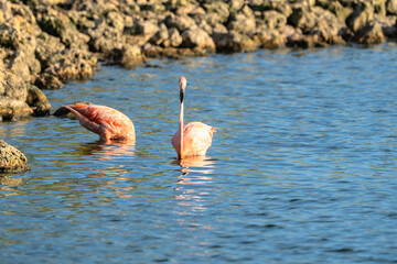 Bird Wildlife - American Flamingo in the Caribbean