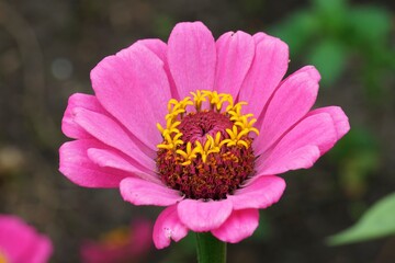 Closeup on a bright pink common elegant youth-and-age Zinnia elegans flower