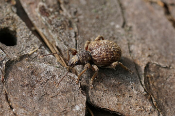 Closeup on the small brown broad-nosed privet weevil, Otiorhynchus crataegi sitting on wood