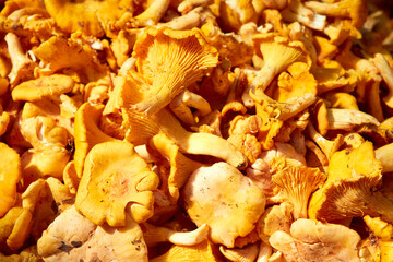 Forest mushrooms chanterelles yellow-orange color