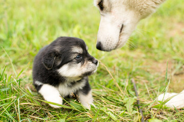Beautiful adorable little puppy, cute baby dog, small dog, doggy, fluffy puppy,