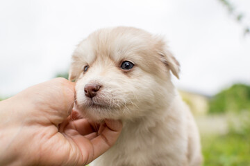 Beautiful fluffy little puppy, cute cub, small dog, doggy, white fluffy puppy