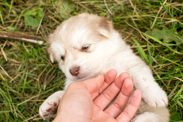 Beautiful fluffy little puppy, cute cub, small dog, doggy, white fluffy puppy