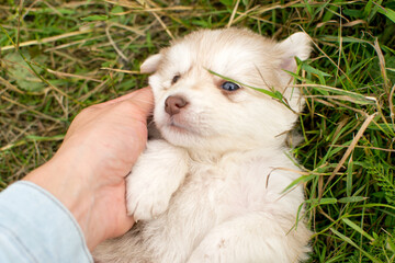 Beautiful fluffy little puppy, cute cub, small dog, doggy, white fluffy puppy