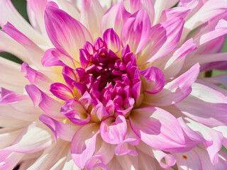Pink aster close-up on a light green background