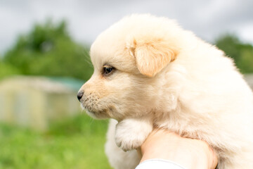 Beautiful fluffy little puppy, cute cub, small dog, doggy, white fluffy puppy