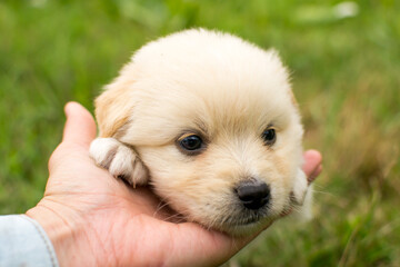 Beautiful fluffy little puppy, cute cub, small dog, doggy, white fluffy puppy