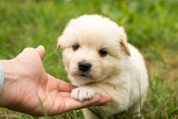 Beautiful fluffy little puppy, cute cub, small dog, doggy, white fluffy puppy