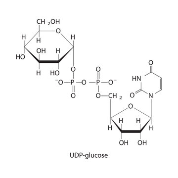 UDP-glucose Nucleotide Sugar substrate for various enzymatic reactions in cells Molecular structure skeletal formula on white background.