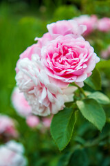 Vertical view of delicate pink rose on blurred background