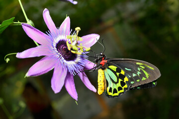 Male of Ornithoptera priamus, common green, Cape York , Priam's birdwing butterfly