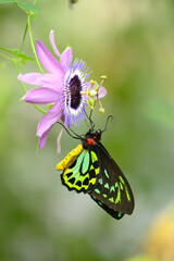 Male of Ornithoptera priamus, common green, Cape York , Priam's birdwing butterfly © alessandrozocc