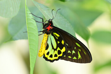 Male of Ornithoptera priamus, common green, Cape York , Priam's birdwing butterfly