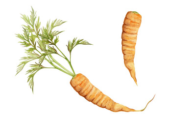 Hand drawn watercolor carrot orange vegetable for diet and healthy lifestyle, vegan cooking. Illustration single object isolated on white background. Design for poster, print, website, card, menu