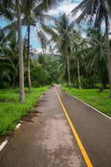 Fototapeta premium Empty, deserted rural road in the countryside of Thailand, lined by palm trees.
