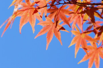 かえでの紅葉のクローズアップ　青空背景