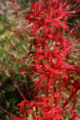 彼岸花のクローズアップ