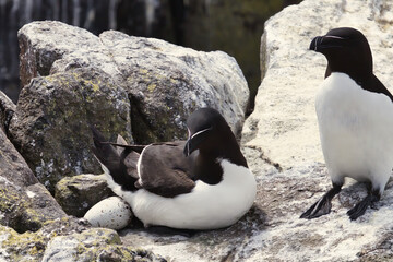 Nurturing Moments: Razorbill Couple with Female Guarding an Egg
