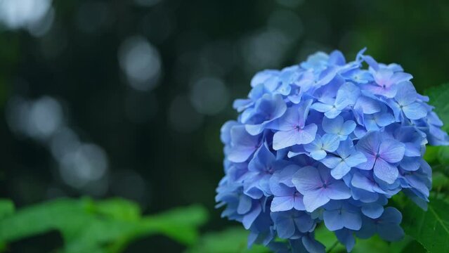 雨に濡れる紫陽花