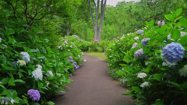 府中郷土の森公園　紫陽花の小径