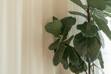 Fiddle-leaf fig white curtain.