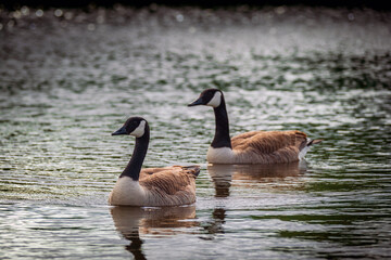 Pair of Canadian Geese swimming on a lake