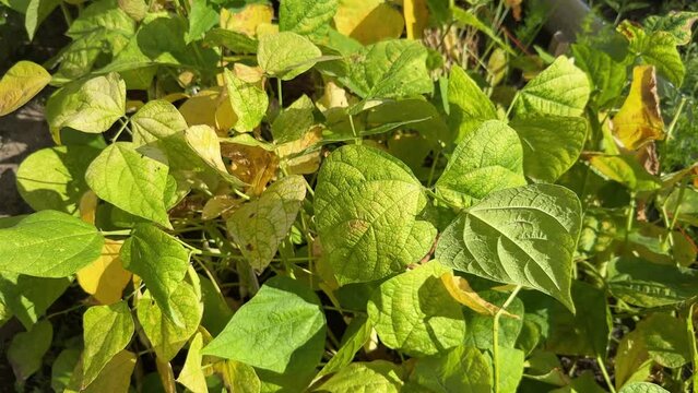 Mung bean or green gram plant with yellow spots on leaves, mosaic disease, blight or improper watering symptoms.