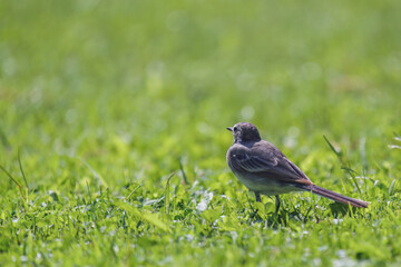 a wagtail, motacilla alba, is looking for food on the green lawn in the garden