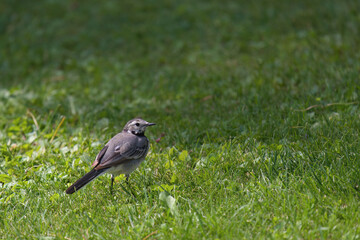a wagtail, motacilla alba, is looking for food on the green lawn in the garden