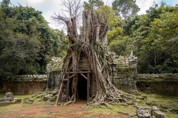 entrance gate surrounded by large tree roots at the temple of angkor wat
