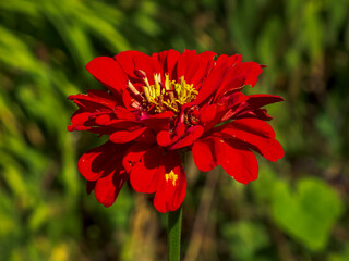 red and yellow dahlia