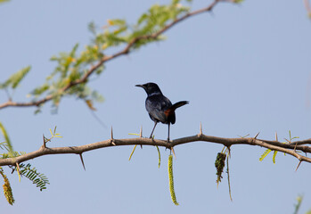 Indian robin bird perched on a twig
