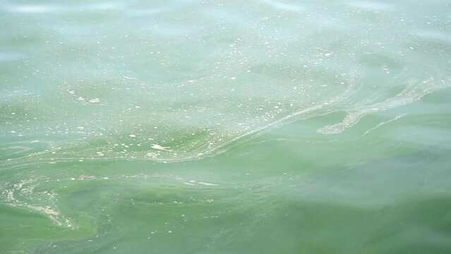Plankton bloom in sea with white foam floating on top, Nature pollution