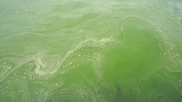 Plankton bloom in sea water, Global pollution concept