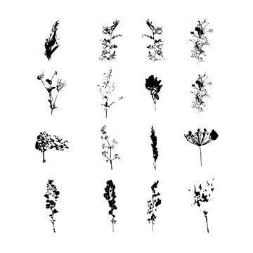 Set of plant imprints. Black silhouettes of herbal element on white background. Vector botanical detail.