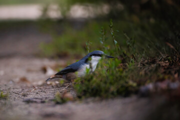 Ukraine, Kharkov region, Merchik, September, Autumn