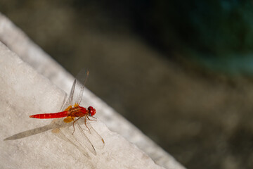 red dragonfly